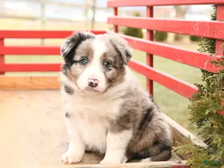 Mixed Breed dogs Buddy - Ad 39