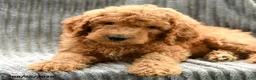 Goldendoodle dogs for sale: Freddie - Ad 3