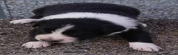 Border Collie dogs for sale: REBA - Ad 4