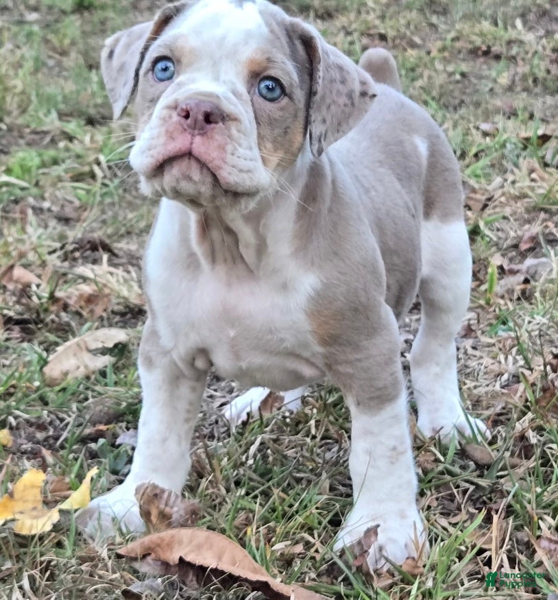 Benson, Olde English Bulldogge
