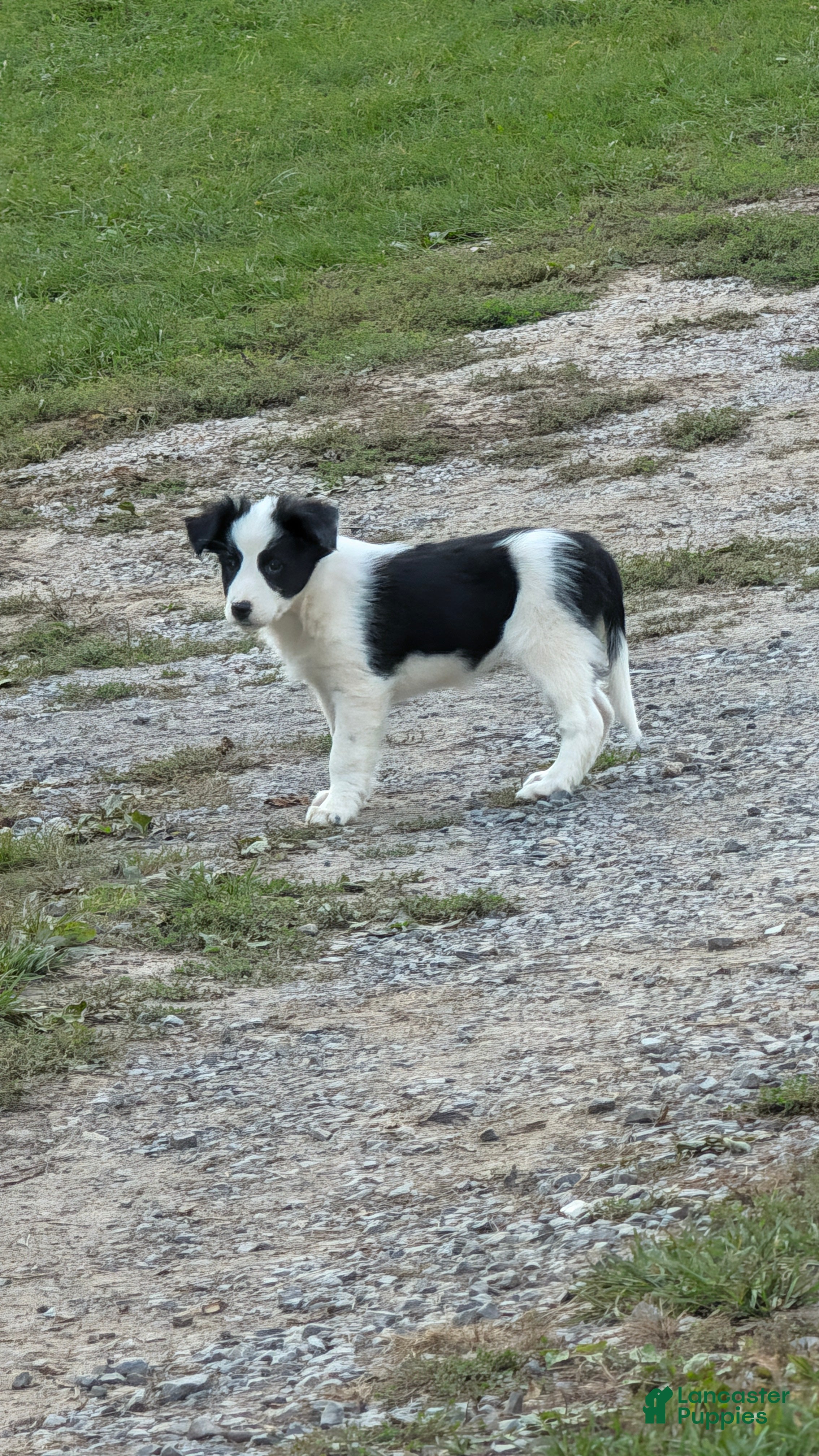 Mixed Breed dogs Squirrel - Ad 1