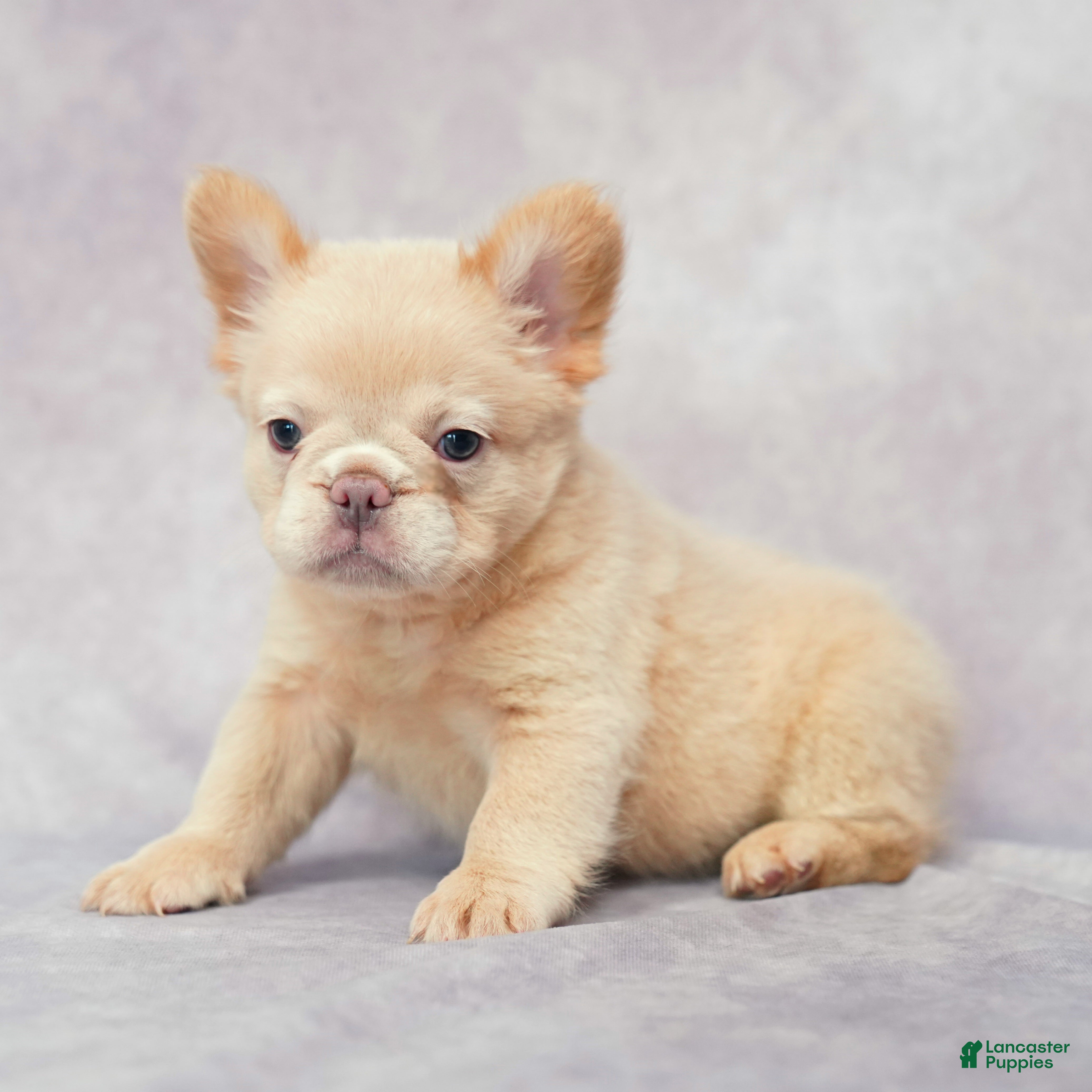 French Bulldog dogs Bria - Ad 1