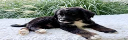 Bernedoodle dogs for sale: Patches - Ad 3