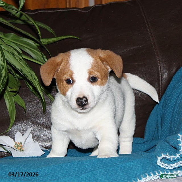 Mixed Breed dogs Rex - Ad 1