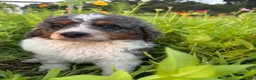 Bernedoodle dogs for sale: Otter - Ad 7
