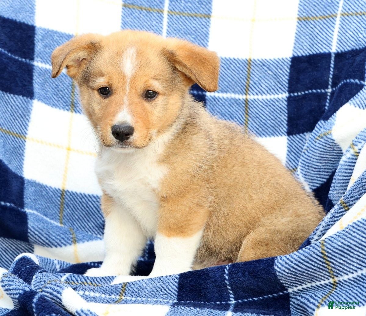 Welsh Corgi Pembroke dogs Finnigan - Ad 2