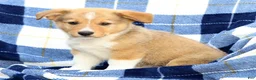 Welsh Corgi Pembroke dogs for sale: Finnigan - Ad 2