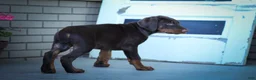 Doberman Pinscher dogs for sale: MASTER - Ad 11