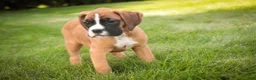 Boxer dogs for sale: Brinley - Ad 6