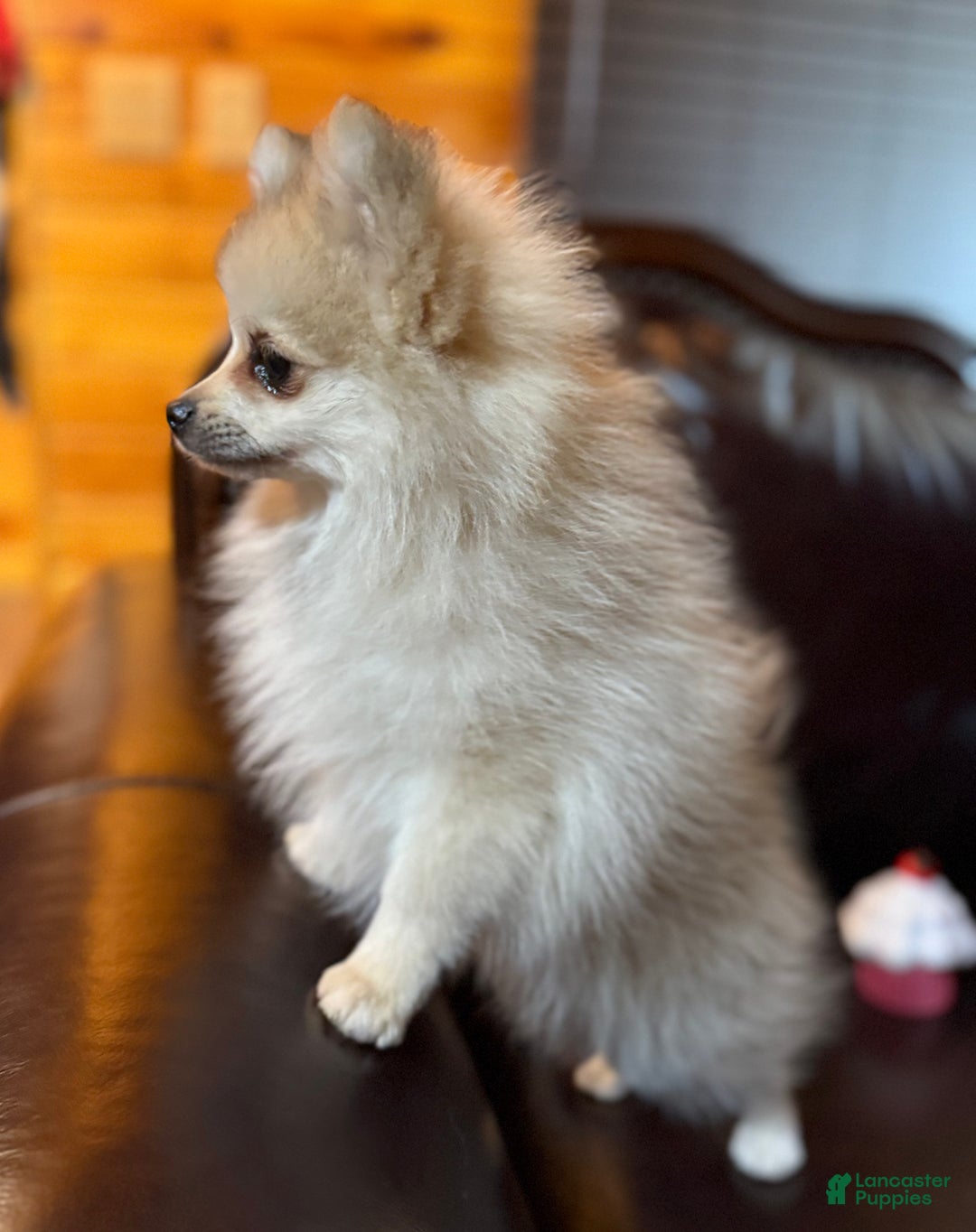 Pomeranian dogs for sale: Sweet Cash - Ad 5