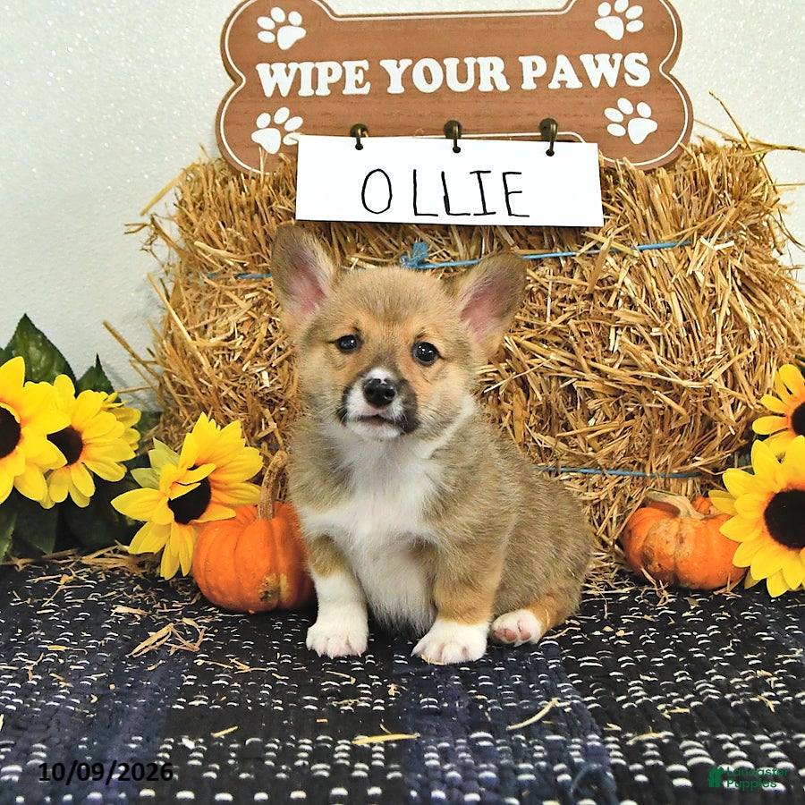 Ollie (Pembroke Corgi, Male) in Topeka, IN