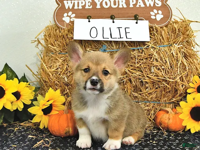 Welsh Corgi Pembroke dogs for sale: Ollie - Ad 1