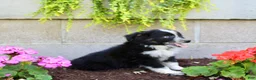 Australian Shepherd dogs for sale: Travis  - Ad 4