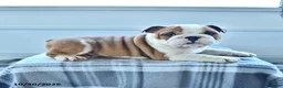 English Bulldog dogs for sale: Mason - Ad 5