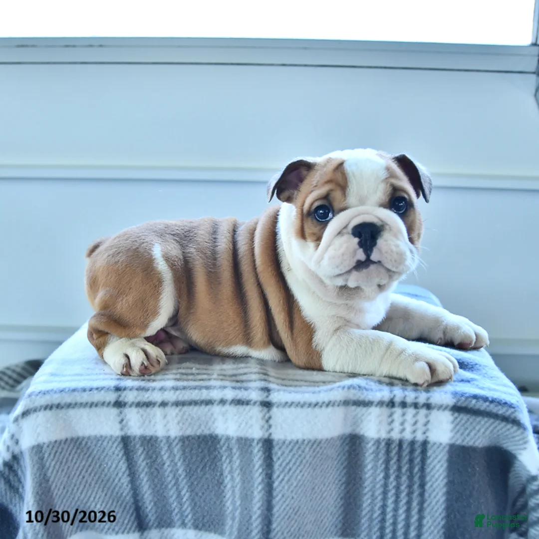 English Bulldog dogs for sale: Mason - Ad 5