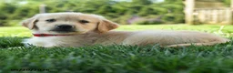 Golden Retriever dogs for sale: Hetty - Ad 3