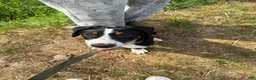 Greater Swiss Mountain Dog dogs for sale: Greater Swiss Mountain Dog 1 - Ad 2