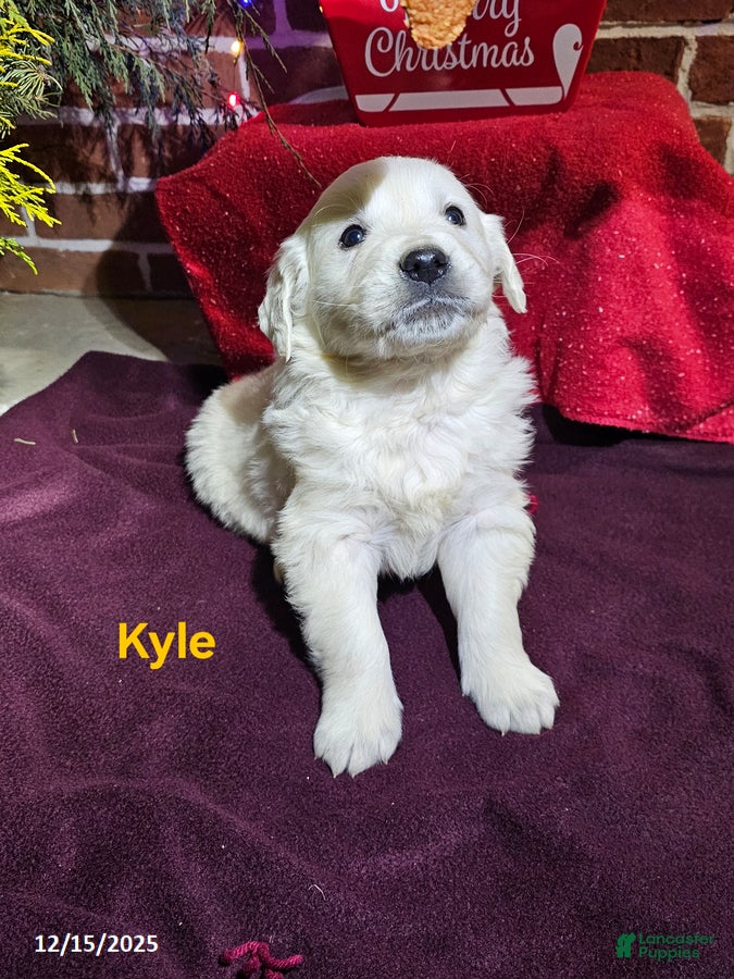 Golden Retriever dogs Kyle - Ad 6