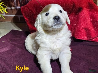 Golden Retriever dogs Kyle - Ad 5