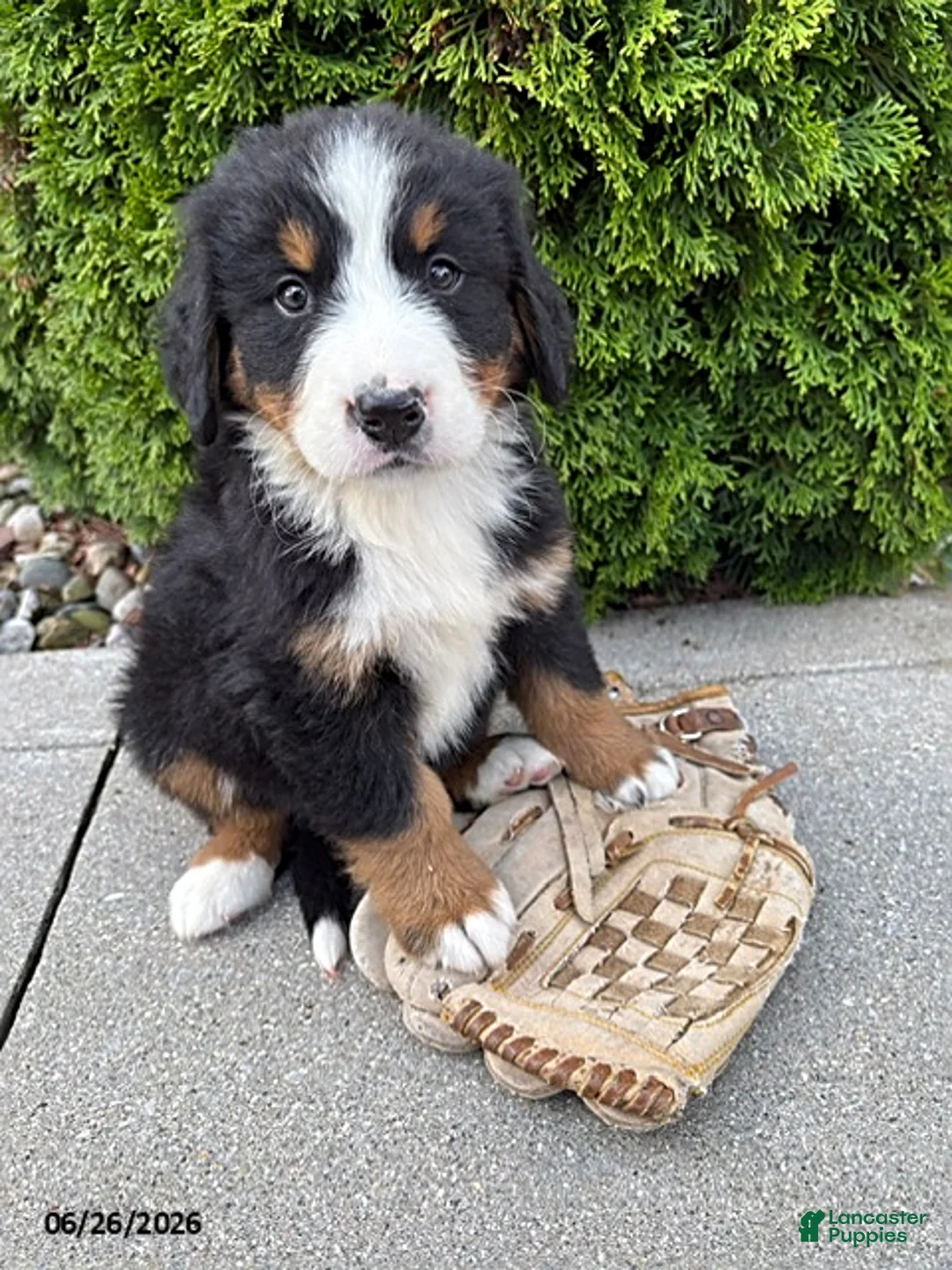 Bernese Mountain Dog dogs for sale: Bodie - Ad 2