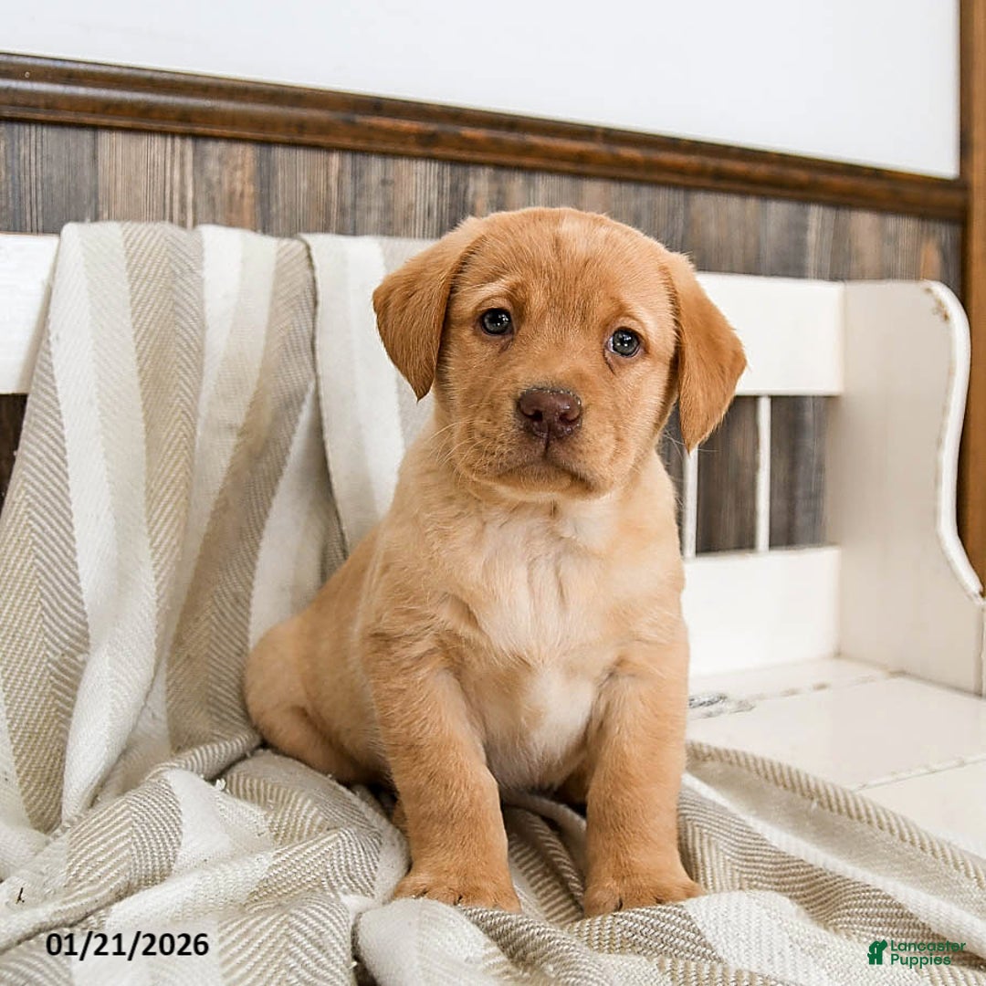 Labrador Retriever dogs for sale: Custard - Ad 3