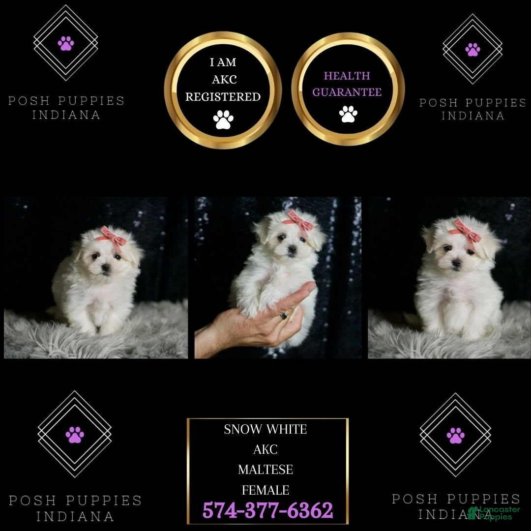 Maltese dogs Snow White - Ad 2