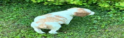 Brittany Spaniel dogs for sale: Hawkeye Holly Girl 3 - Ad 6