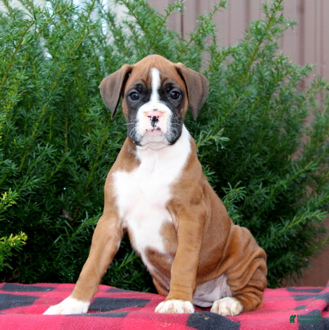 Boxer dogs for sale: Alex  - Ad 1