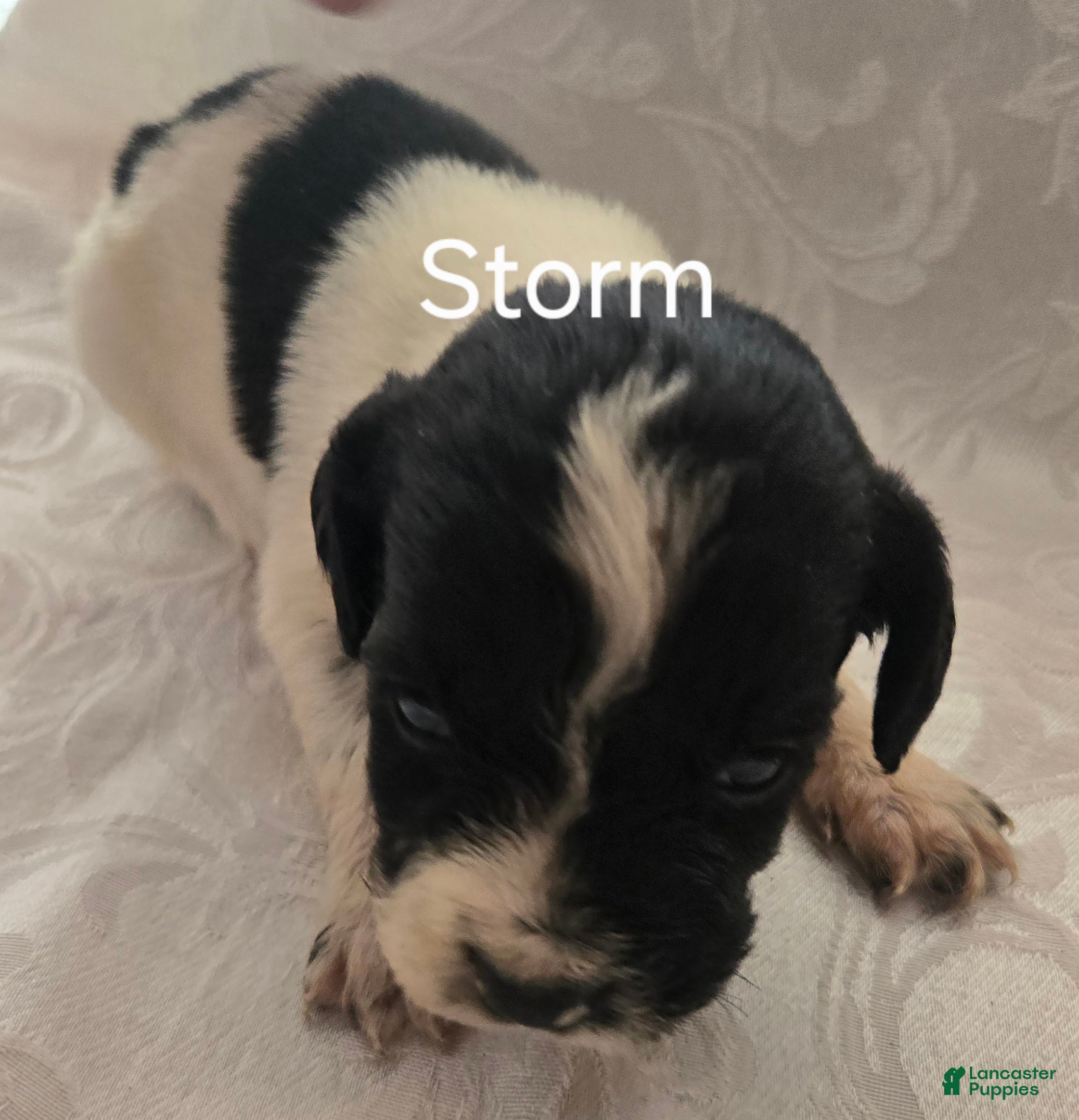 English Springer Spaniel dogs Storm - Ad 2
