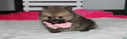 Pomeranian dogs for sale: Zoey - Ad 3