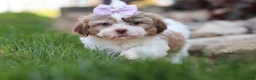 Shih Tzu dogs for sale: Ember - Ad 3