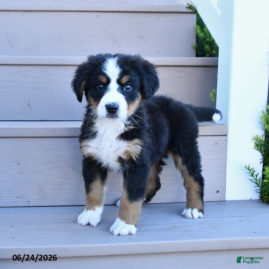 Bernese Mountain Dog dogs Daisy - Ad 1