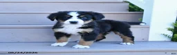 Bernese Mountain Dog dogs for sale: Daisy - Ad 1