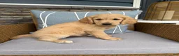 Goldendoodle dogs for sale: Pearl  - Ad 4