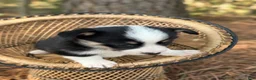 Mixed Breed dogs for sale: Black Girl 1 - Ad 8