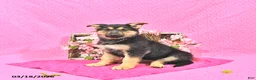 German Shepherd dogs for sale: Starr - Ad 2