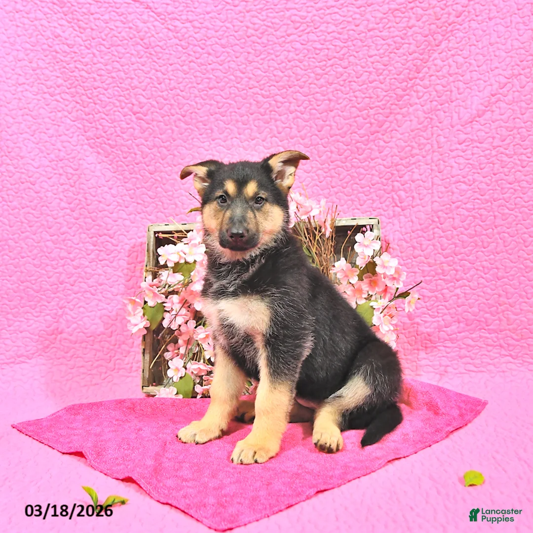 German Shepherd dogs for sale: Starr - Ad 2