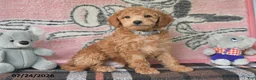 Mini Goldendoodle dogs for sale: Chip - Ad 4