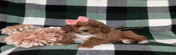 Miniature Poodle dogs for sale: Kassidy - Ad 7