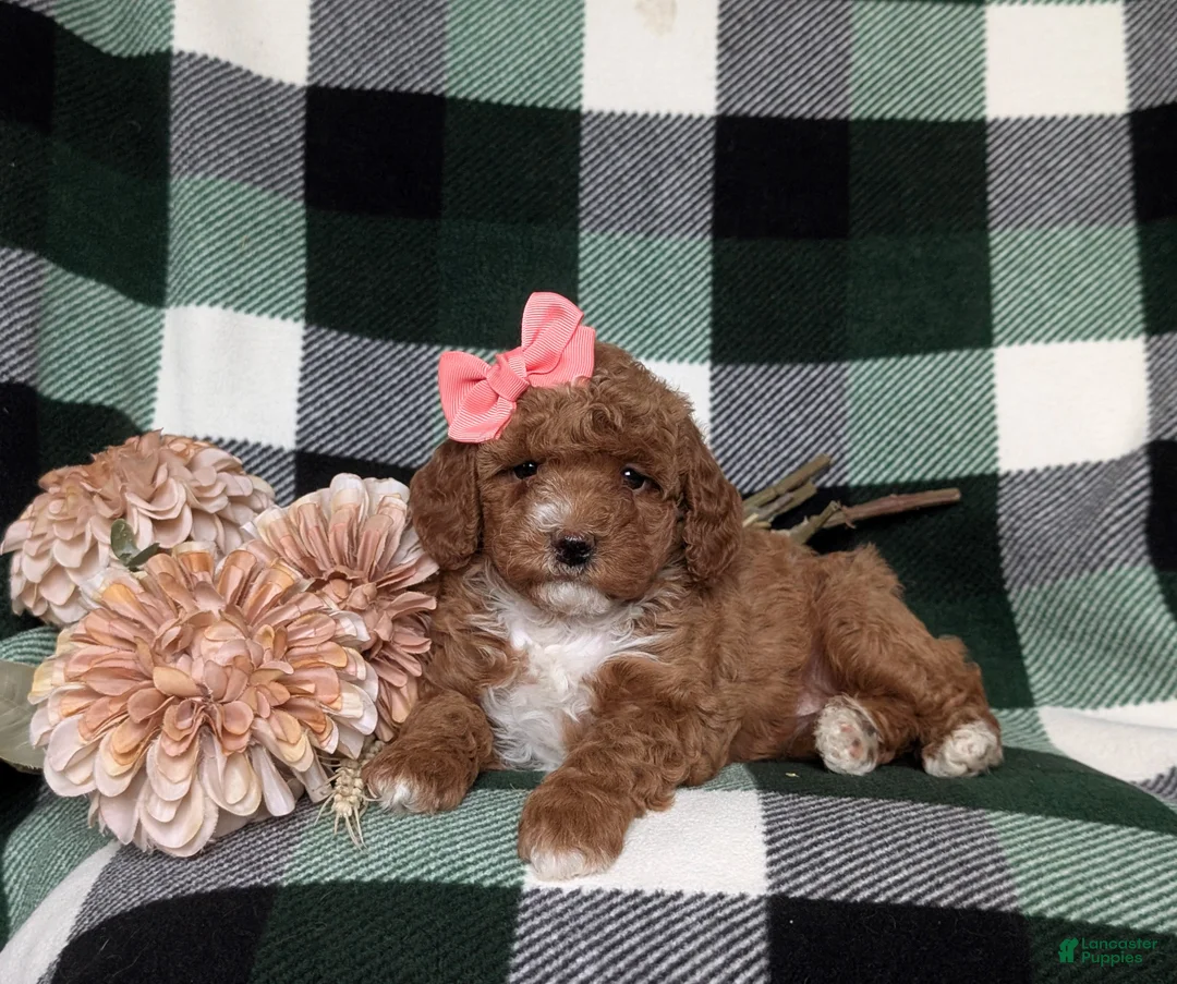 Miniature Poodle dogs for sale: Kassidy - Ad 7