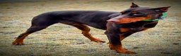 Doberman Pinscher dogs for sale: Koda - Ad 3