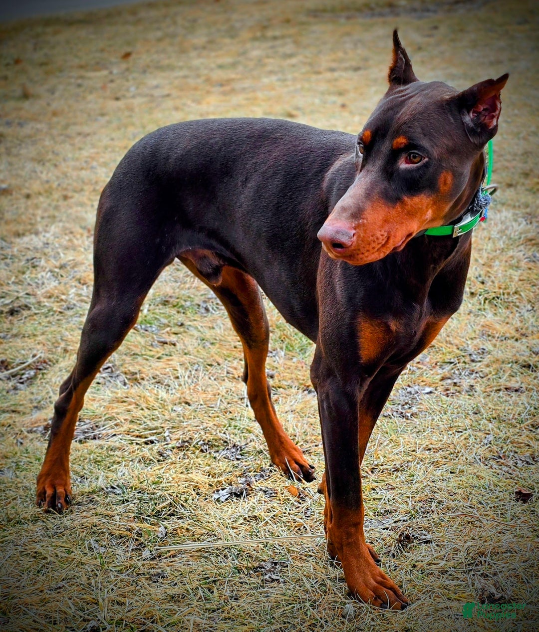 Doberman Pinscher dogs for sale: Koda - Ad 3