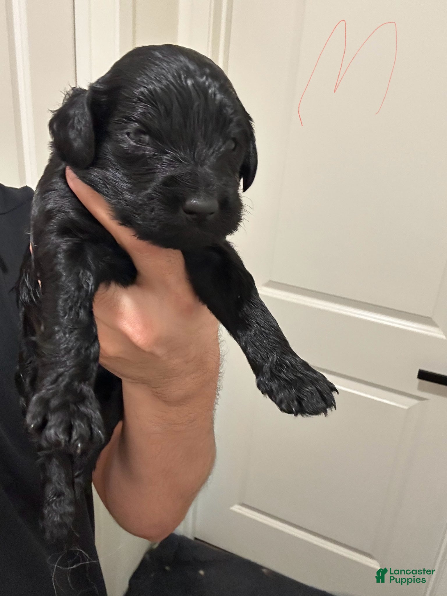 Goldendoodle dogs Goldendoodle Puppy 2 - Ad 11