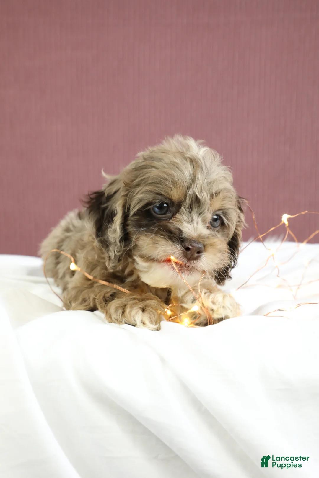 Cockapoo dogs for sale: Hazel 🌼 - Ad 9