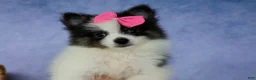 Pomeranian dogs for sale: Estella🎀 - Ad 11