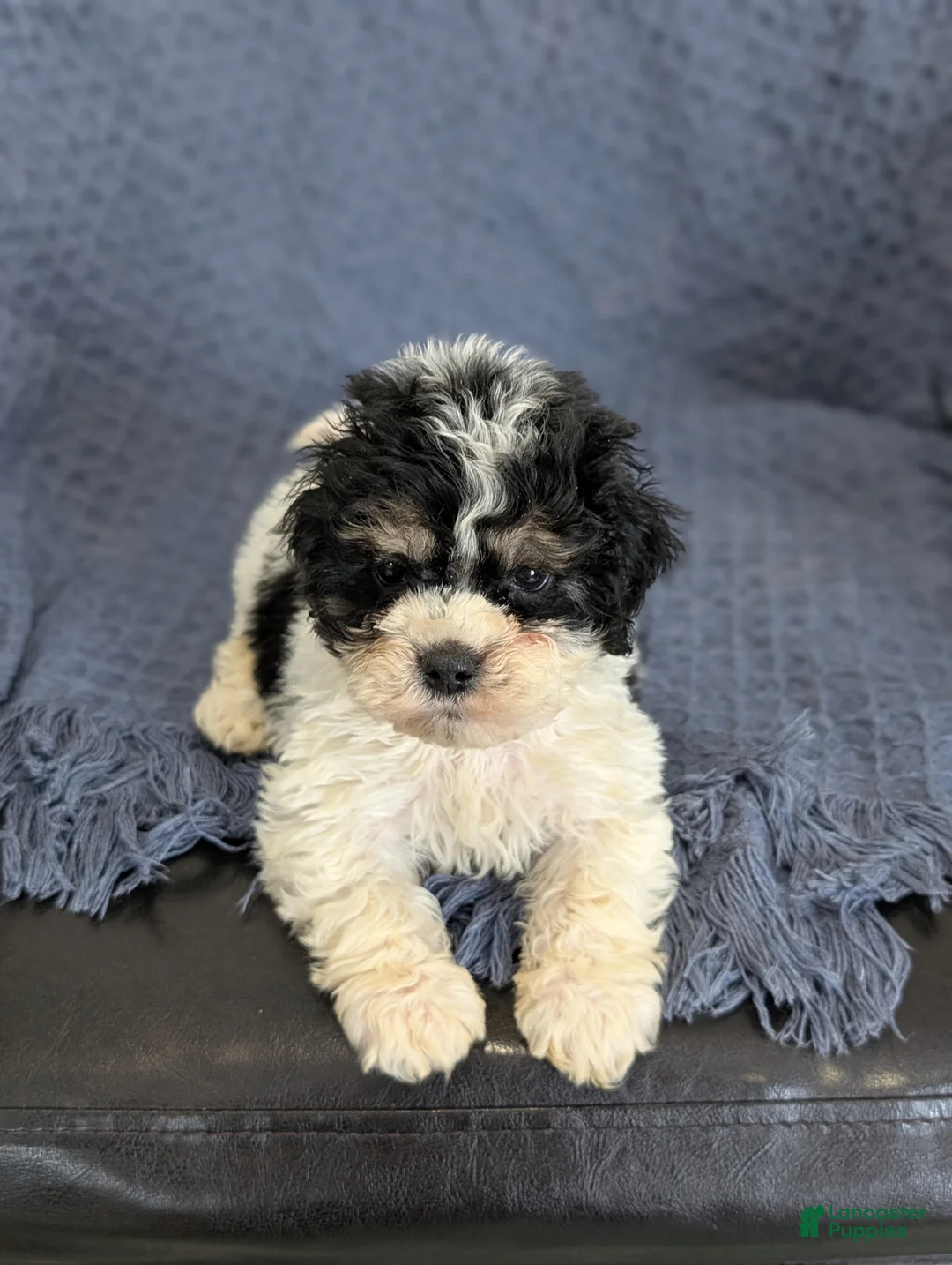 Cockapoo dogs for sale: Tiny Asher - Ad 5