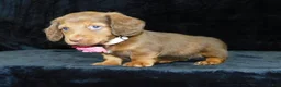 Miniature Dachshund dogs for sale: AKC Alice - Ad 7