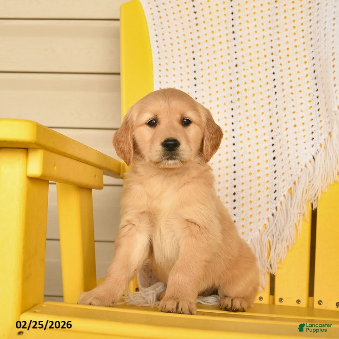 Golden Retriever dogs for sale: Peaches  - Ad 1