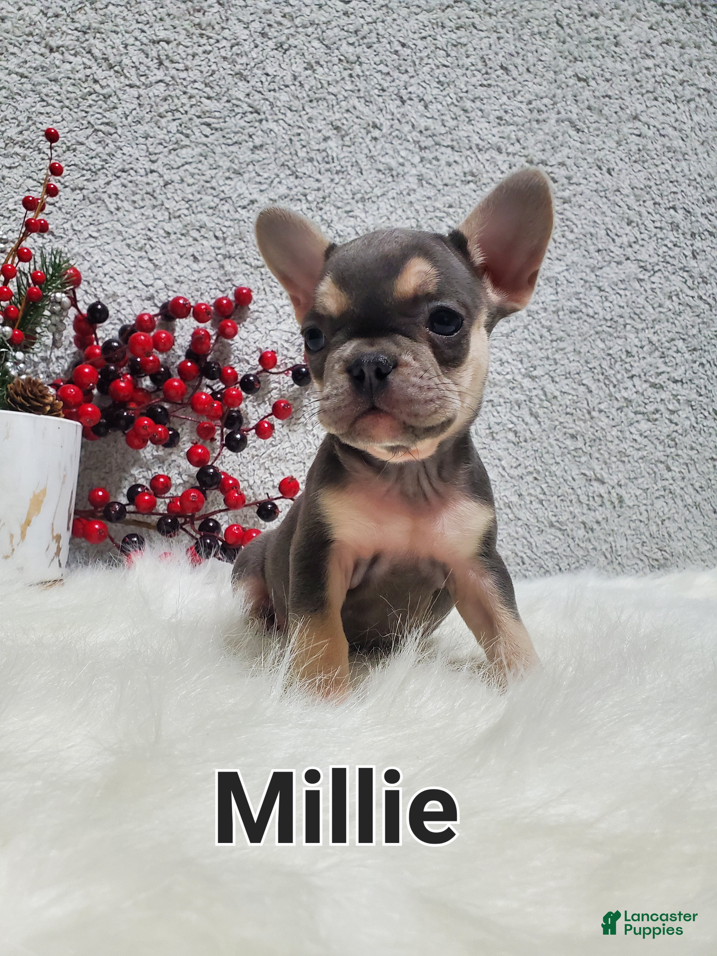 French Bulldog dogs Millie - Ad 5