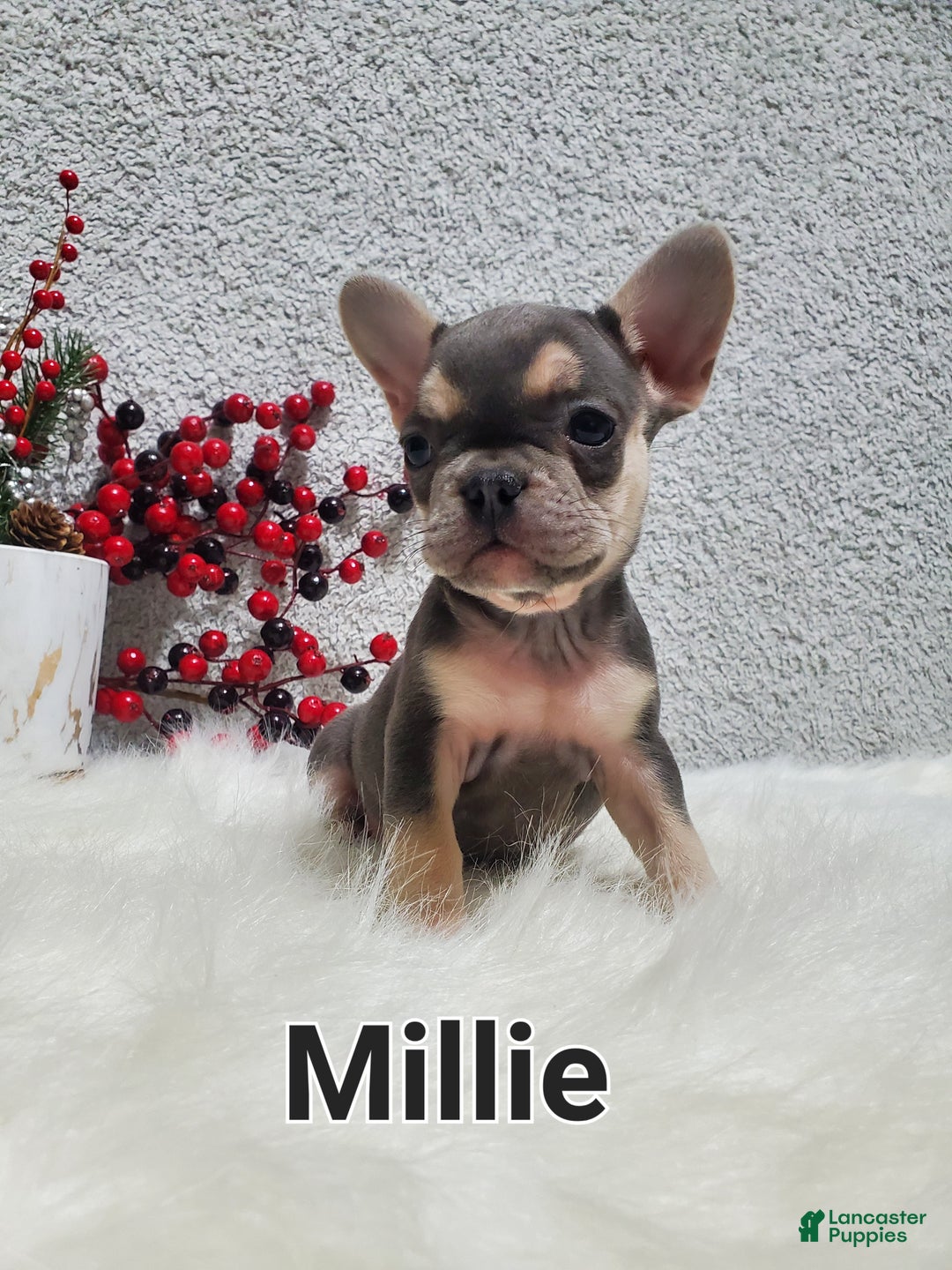 French Bulldog dogs for sale: Millie - Ad 1
